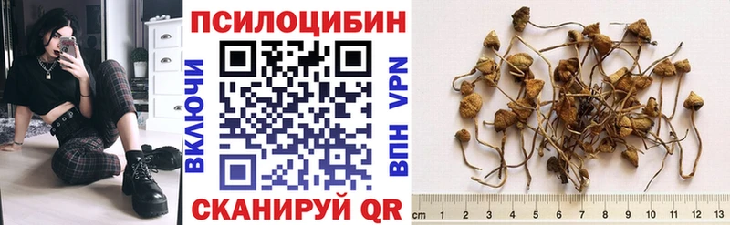 Псилоцибиновые грибы Psilocybine cubensis  кракен ссылки  Коряжма 